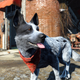 Illustration for article titled iFallout 4/i Fan Mods Their Actual Dog Into The Game